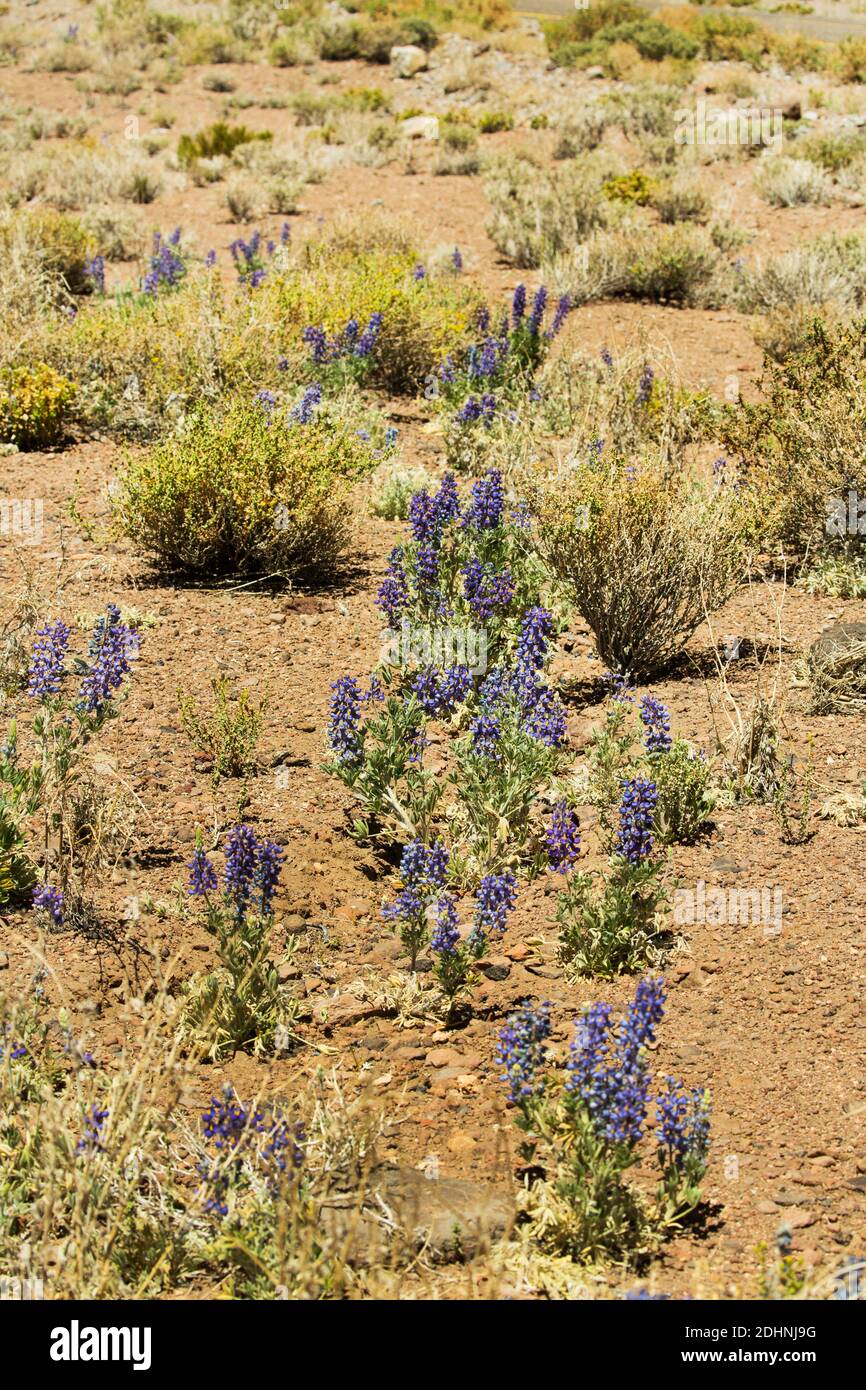 Lupins flower on the altiplano high altitude grasslands, Atacama Desert, chile Stock Photo