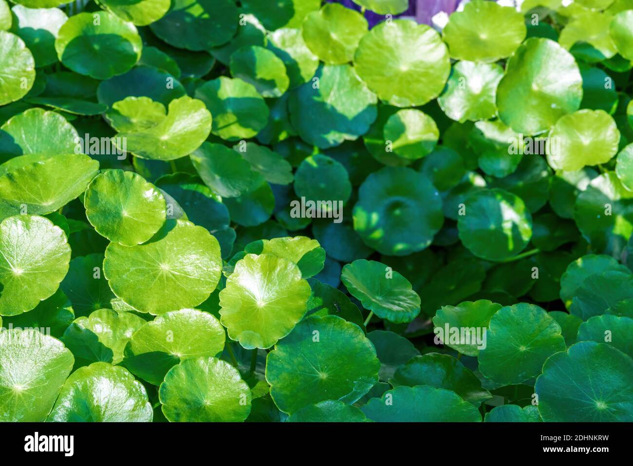 The lush shiitake grass and round coin grass in the pond Stock