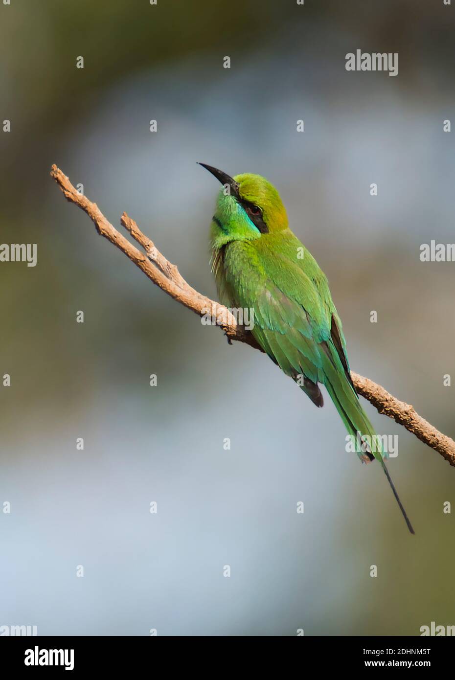 Green bee-eater (Merops orientalis) from Tadoba NP, India. Stock Photo