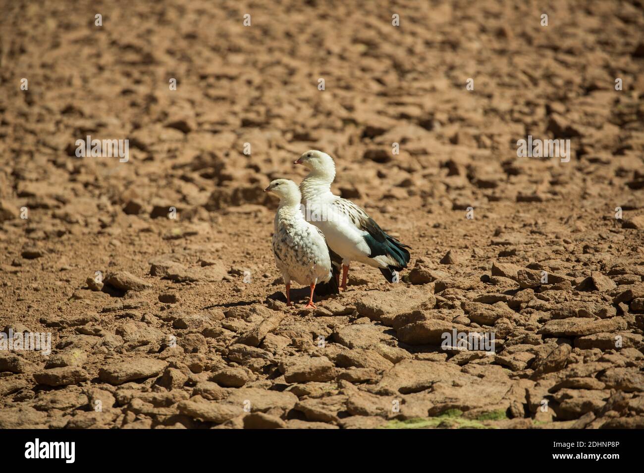 A pair of Andean geese at the Vado Rio de Putana wetlands, Atacama Andes Chile Stock Photo