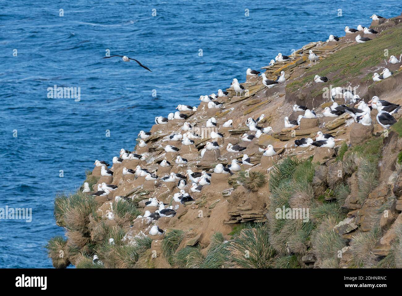 Colony of black-browed albatross (Thalassarche melanophrys) nesting at Saunders Island (close to Rockery cabin), the Falkland Islands. Stock Photo