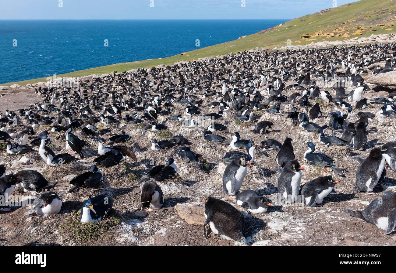 Colonies of southern rockhopper penguins mixed with blue-eyed shags at Saunders Island, the Falklands. Stock Photo