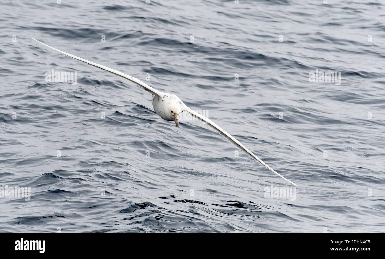 White colour morph of the Southern Giant Petrel (Macronectes giganteus), inherited as an incompletely dominant autosomal recessive over the normal dar Stock Photo