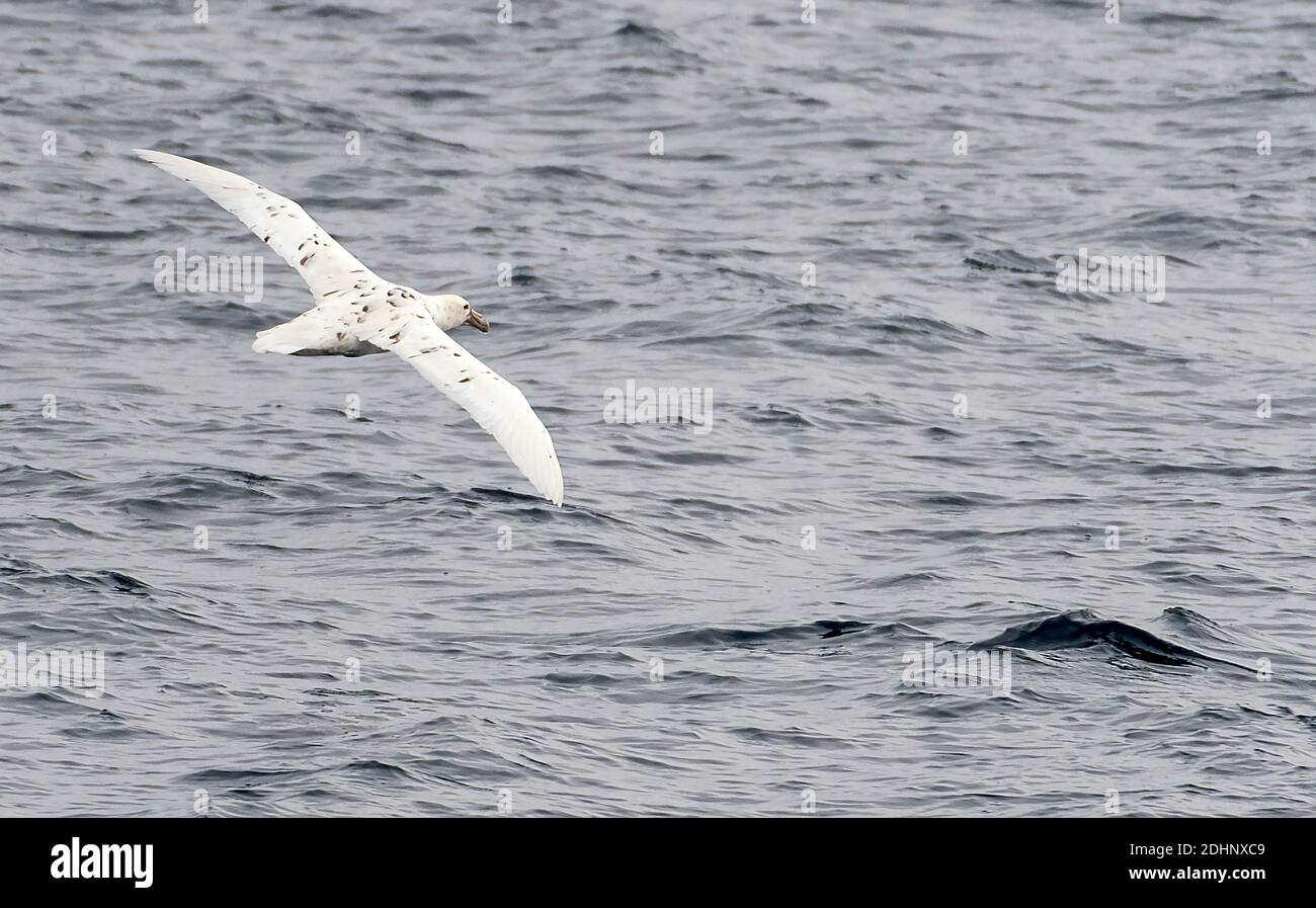 White colour morph of the Southern Giant Petrel (Macronectes giganteus), inherited as an incompletely dominant autosomal recessive over the normal dar Stock Photo