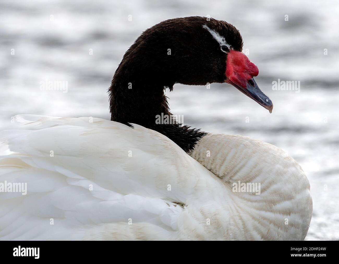 Black-necked swan (Cygnus melancoryphus) from Arenas, southern Stock Photo -