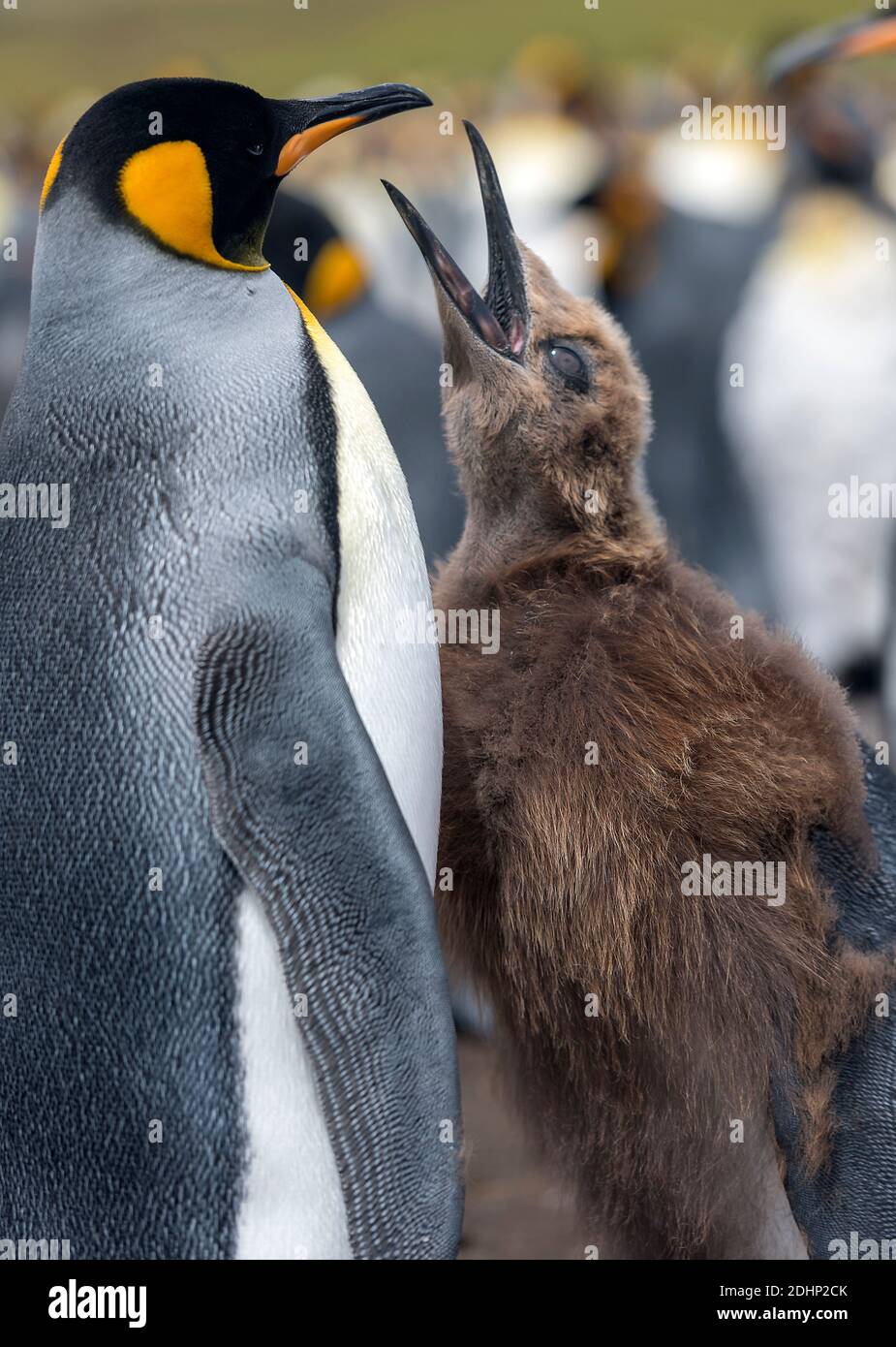 Emperor Penguin - CK Emperor Penguin - CK