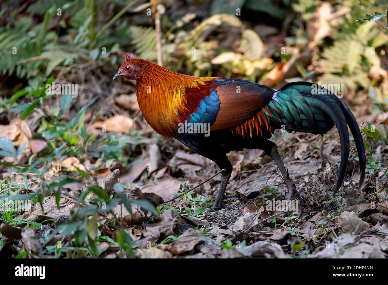 Gallus gallus flying hi-res stock photography and images - Alamy