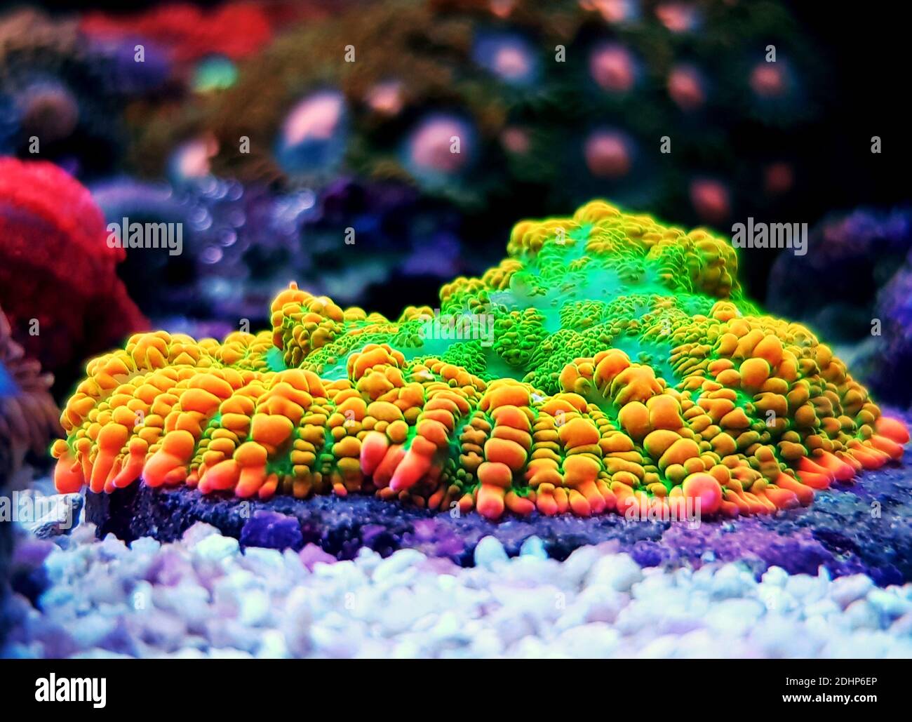 Sun Stone Rhotactis mushroom coral polyp Stock Photo