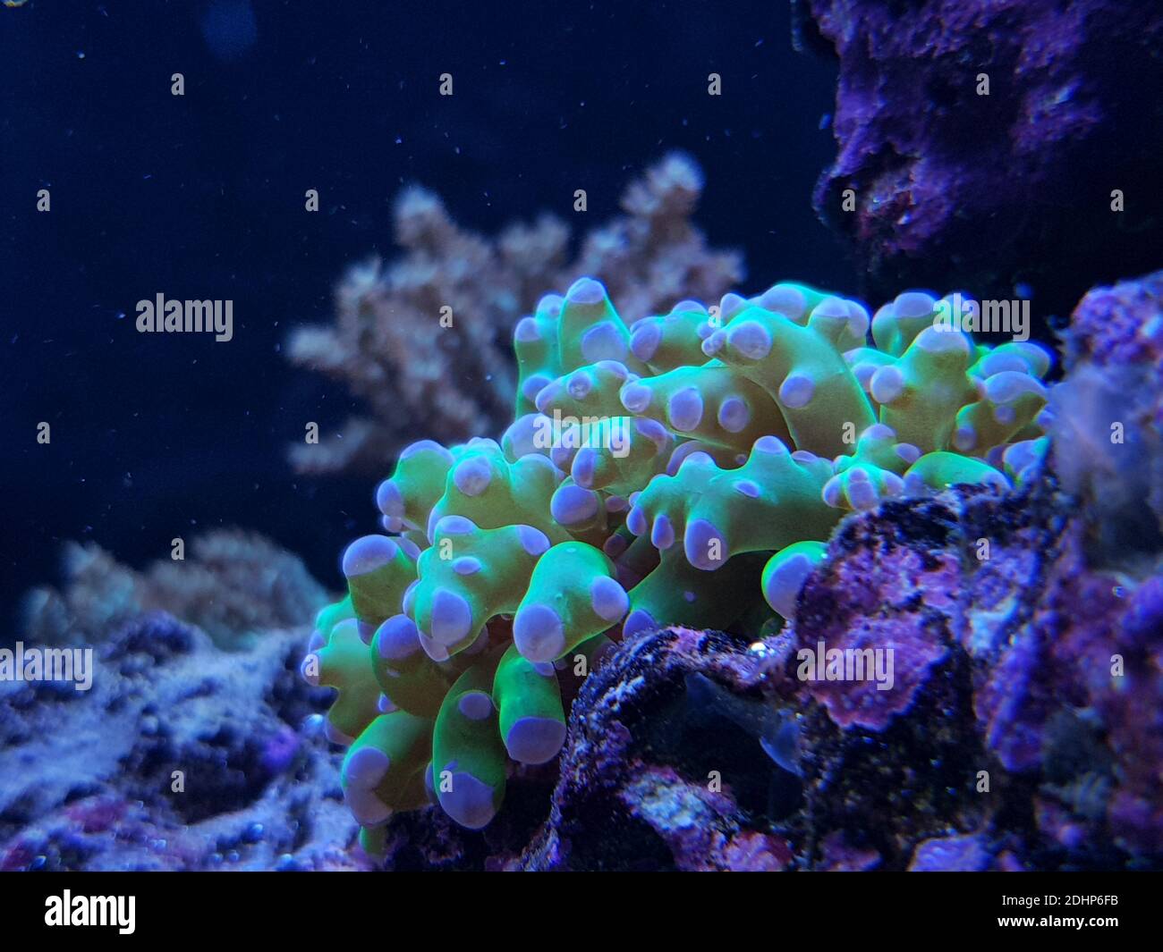 Colorful Euphyllia Glabrescens Aka Euphyllia Torch In Closeup Scene In Reef Tank Stock Photo Alamy