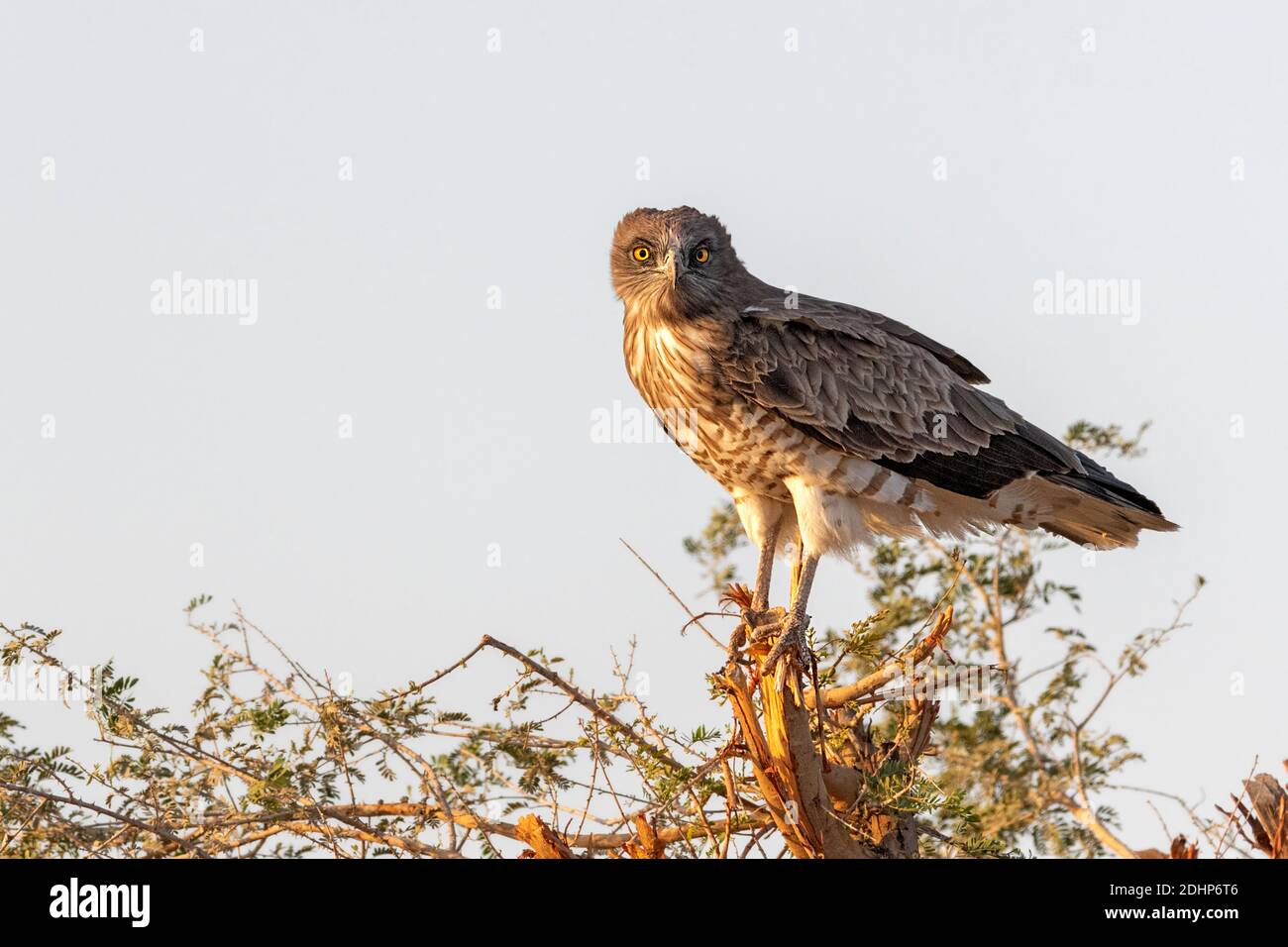 Short-toed snake eagle (Circaetus gallicus) from Jawai, Rajasthan ...