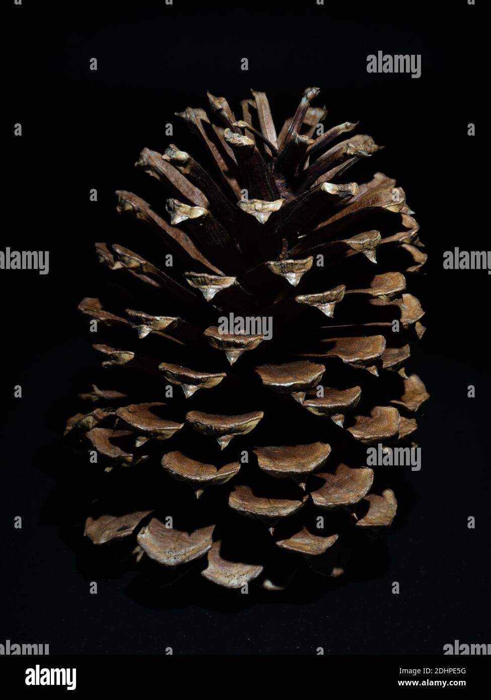 Isolated pine cone on a black background. Highlighted by a single light source. Stock Photo