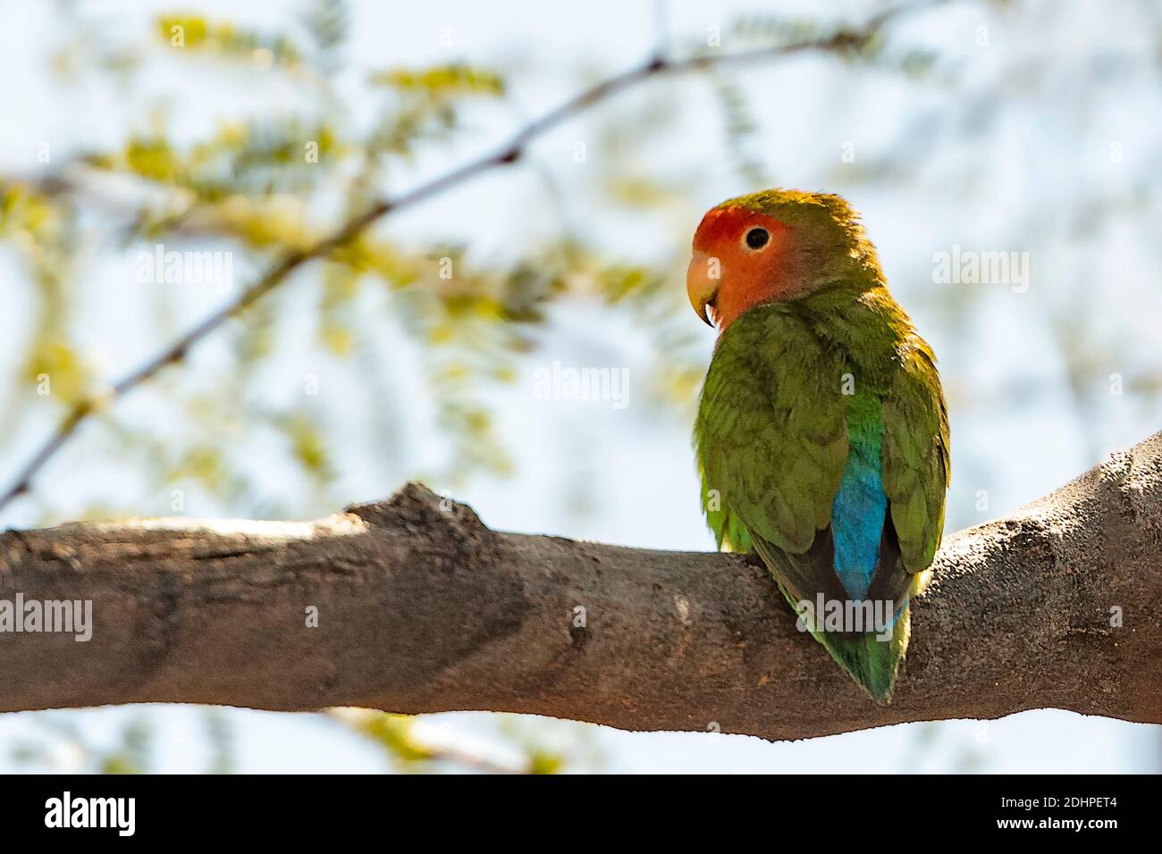 Rosy-faced love bird (Agapornis roseicollis). Photo from Phoenix, Arizona (USA) where a population originating from escaped captivated birds has been Stock Photo