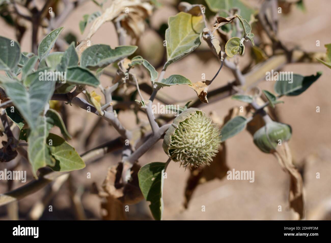 Green immature prickly capsule fruit, Sacred Moonflower, Datura Wrightii, Solanaceae, subshrub, Twentynine Palms, South Mojave Desert, Summer. Stock Photo