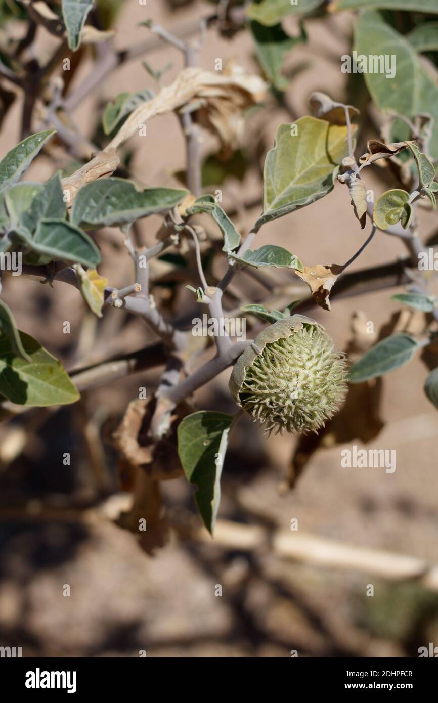 Green immature prickly capsule fruit, Sacred Moonflower, Datura Wrightii, Solanaceae, subshrub, Twentynine Palms, South Mojave Desert, Summer. Stock Photo