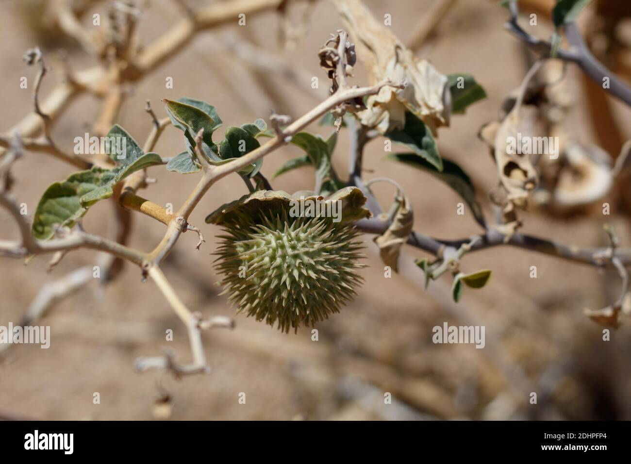 Green immature prickly capsule fruit, Sacred Moonflower, Datura Wrightii, Solanaceae, subshrub, Twentynine Palms, South Mojave Desert, Summer. Stock Photo