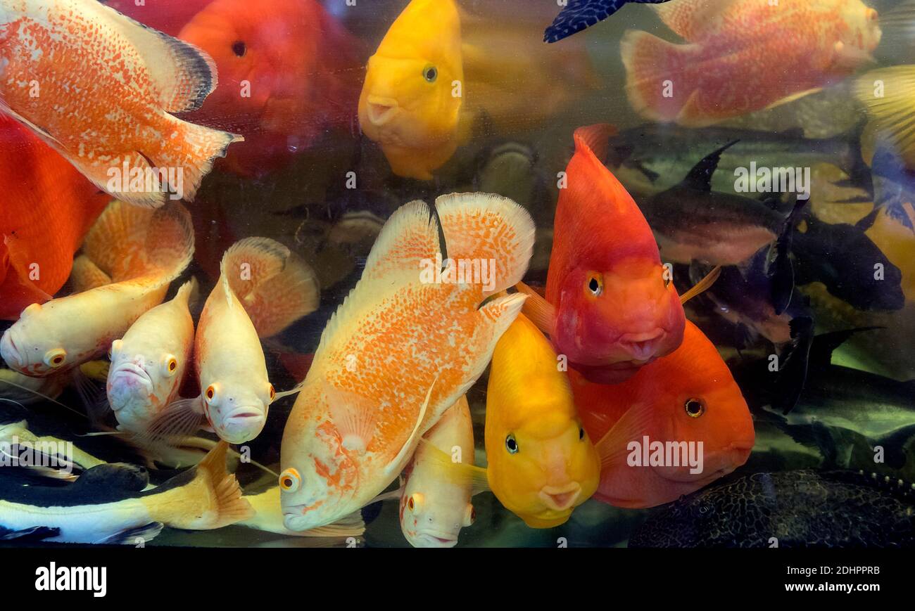 Blood parrot cichlids and other fishes on display at Goldfish Market, Hong Kong. Stock Photo
