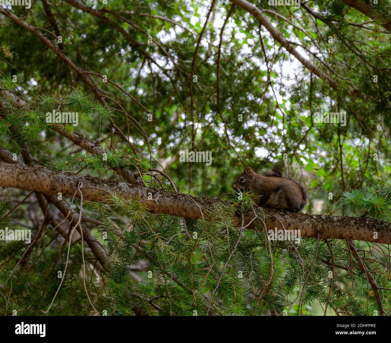 Squirrel Perched on Branch of Pine Tree Stock Photo
