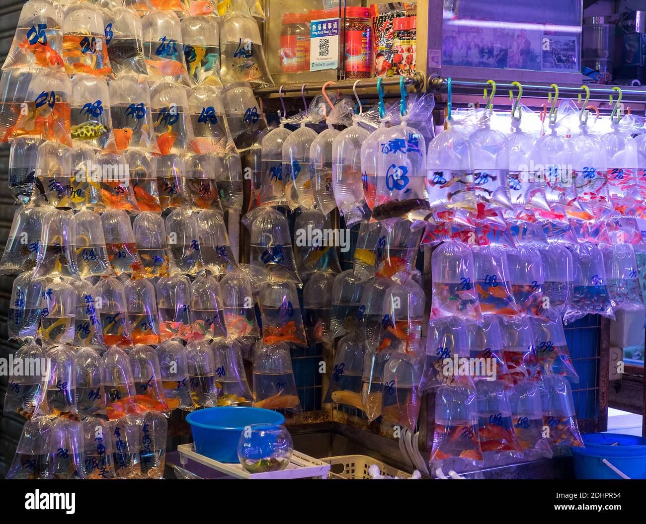 Goldfish and other aquarium fish ready for sale in plastic bags at