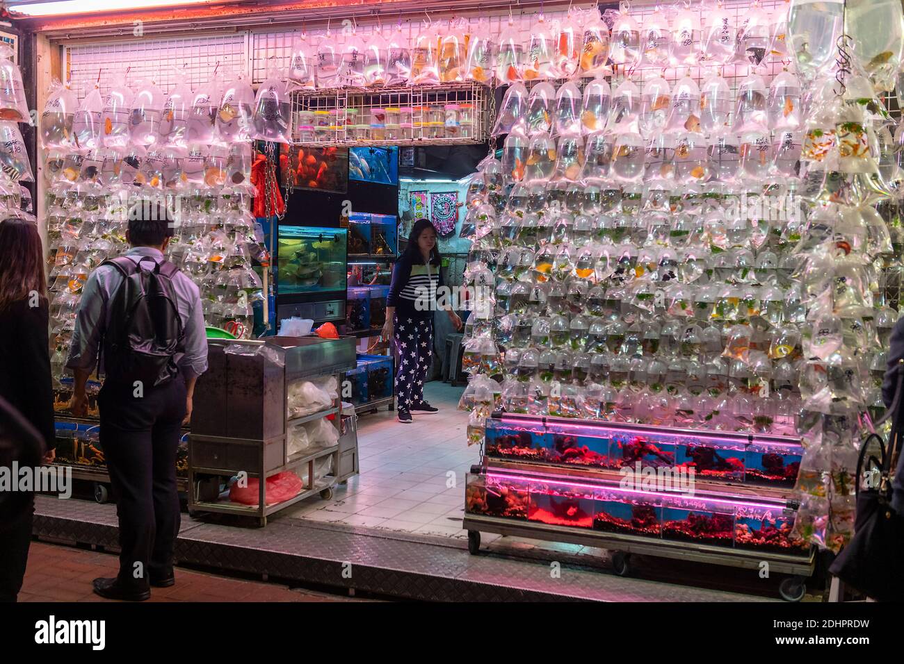 Aquarium shop with aquarium fish in plastic bags ready for sale at