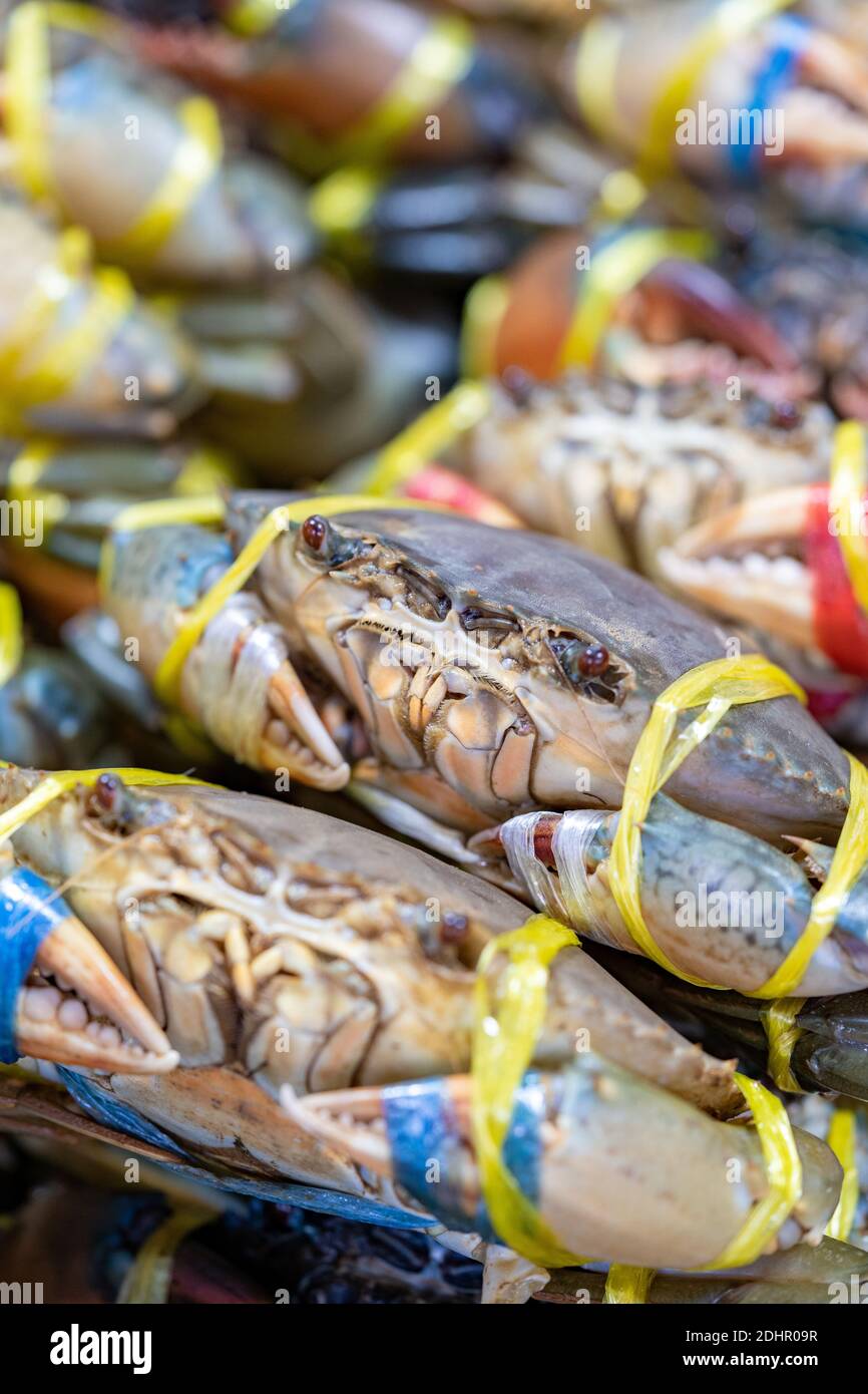 Live Fresh Crab in the fresh Asia market for sale. Stock Photo