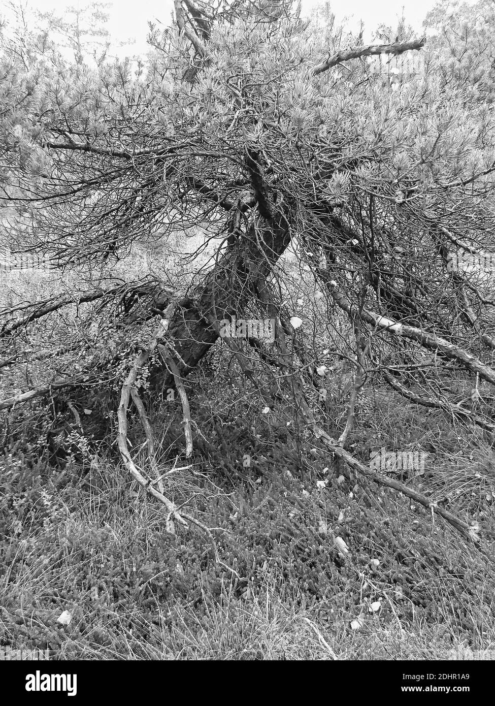 Inclined Bog Pine In The Black Moor, Rhön Stock Photo