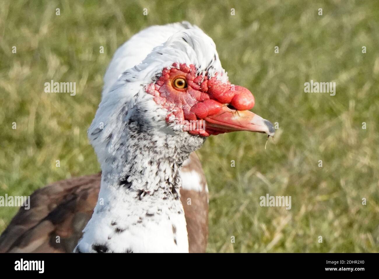 Funny looking goofy looking ducks hires stock photography and images