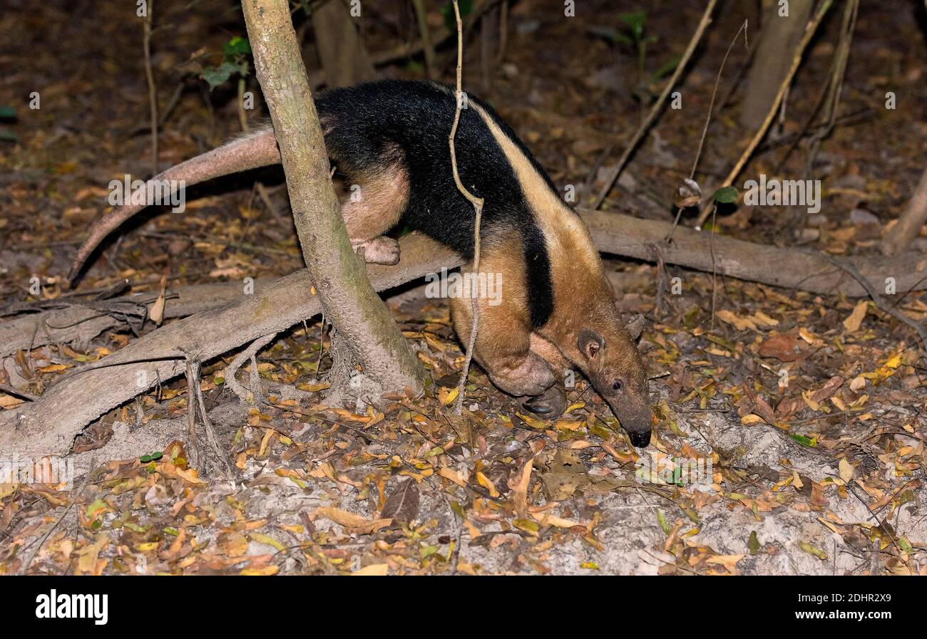 Lesser anteater (Tamandua tetradactyla) from Araras, Pantanal, Brazil. Stock Photo