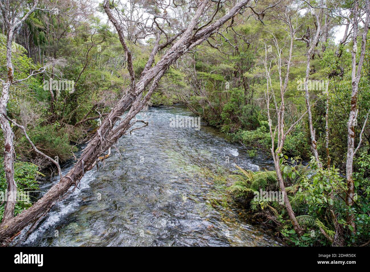 Te Waikoropupu Springs, Pupu Springs, Takaka, Nelson Tasman, New Zealand, Sunday, November 22, 2020. Stock Photo