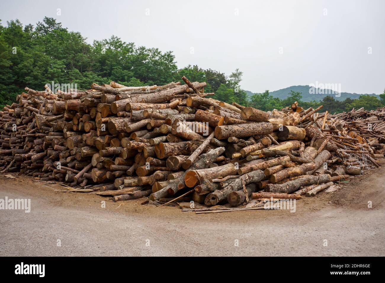 Wood cut logs are arranged in the outdoor field, prepared to the next factorial process Stock