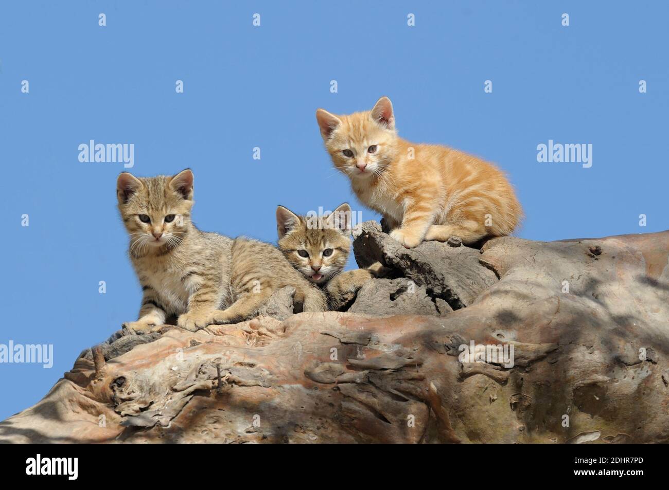 Feral cat tree australia hires stock photography and images Alamy