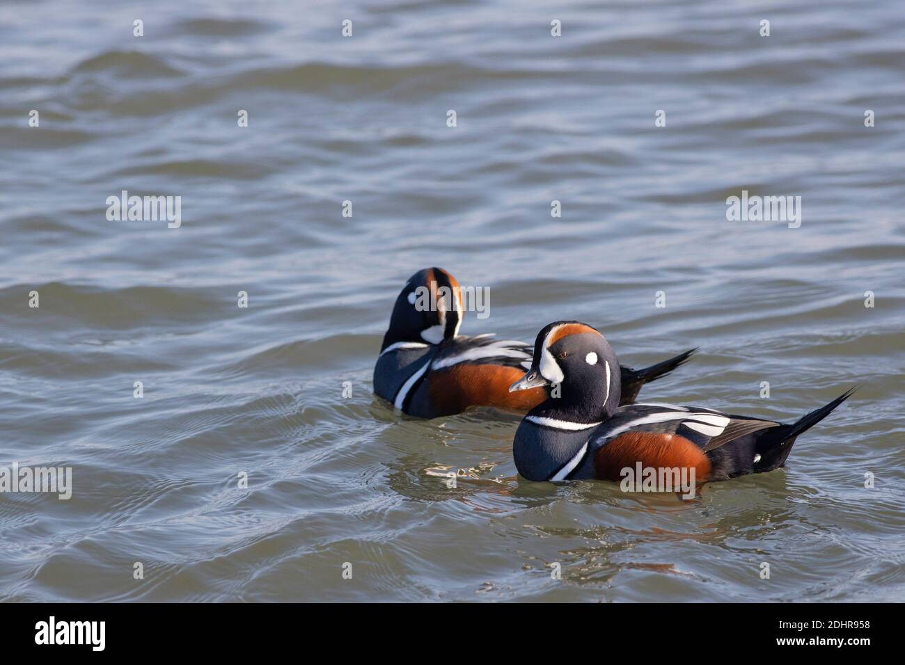 Harlequin ducks - Histrionicus histrionicus Stock Photo