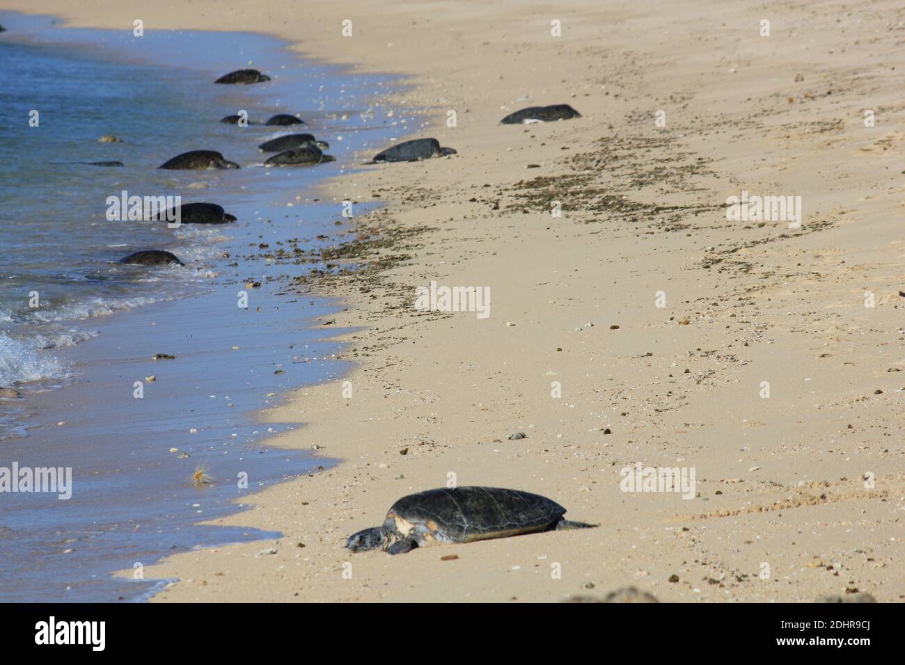 Green Sea Turtles resting on a beach during breeding season in the