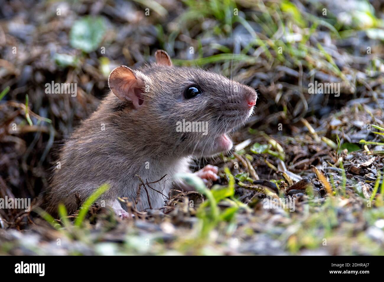 Brown Rat Rattus Norwegicus Emerging From It S Burrow In South Western Norway Stock Photo Alamy