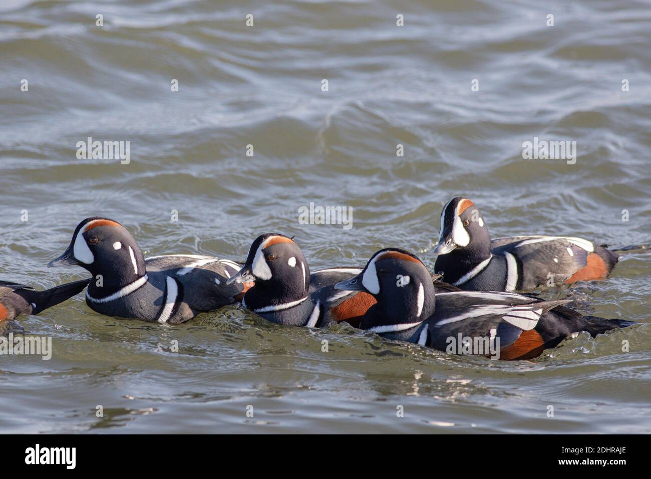 Harlequin ducks - Histrionicus histrionicus Stock Photo