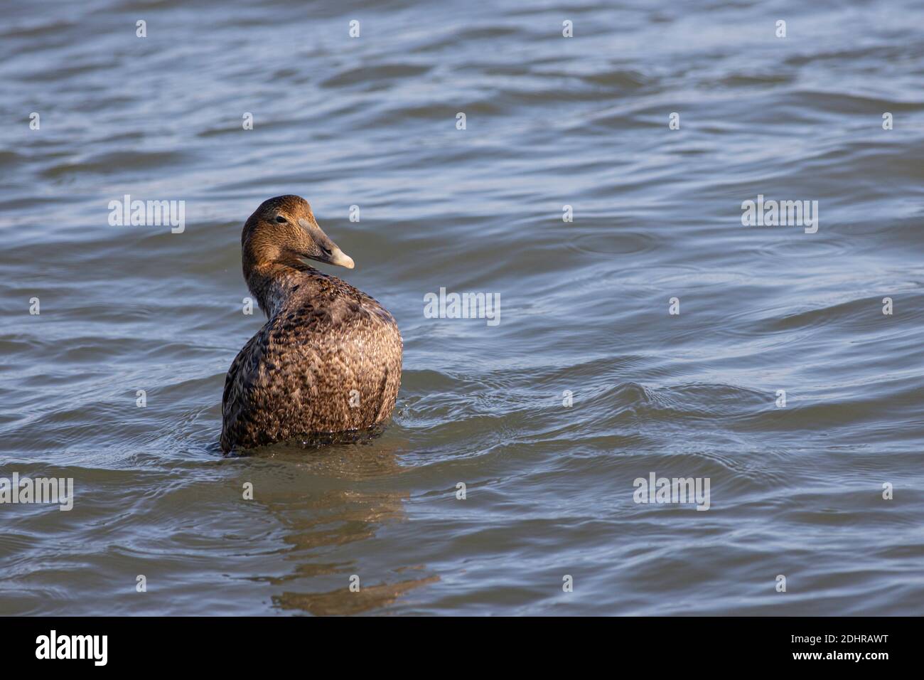 Common Eider duck - Somateria mollissima Stock Photo