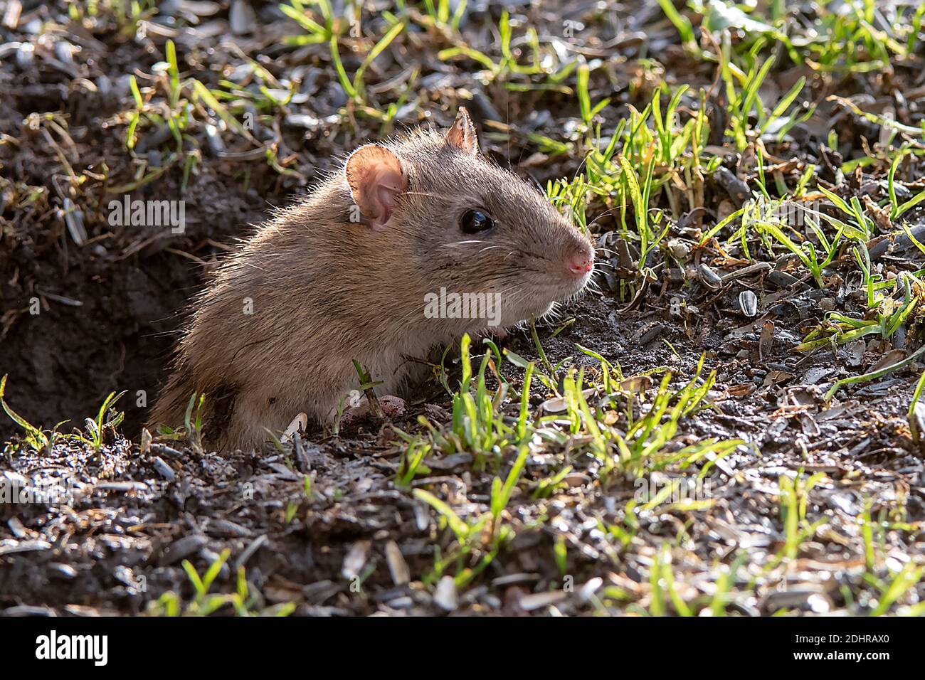 Brown Rat Rattus Norwegicus Emerging From It S Burrow In South Western Norway Stock Photo Alamy
