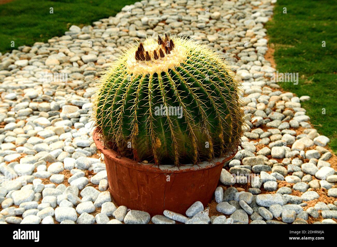 Arrangement of cactus plant in red earthen pot placed on pebbled floor at Republic Day Flower Show in Lalbagh, Bengaluru, Karnataka, India, Asia Stock Photo