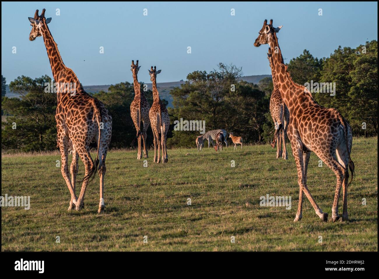 Girafes High Resolution Stock Photography and Images - Alamy