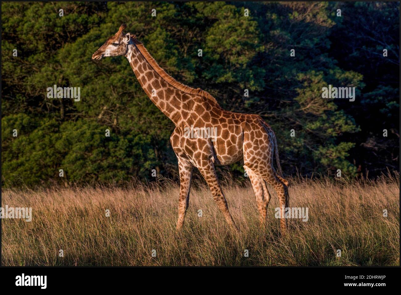 Girafes High Resolution Stock Photography and Images - Alamy