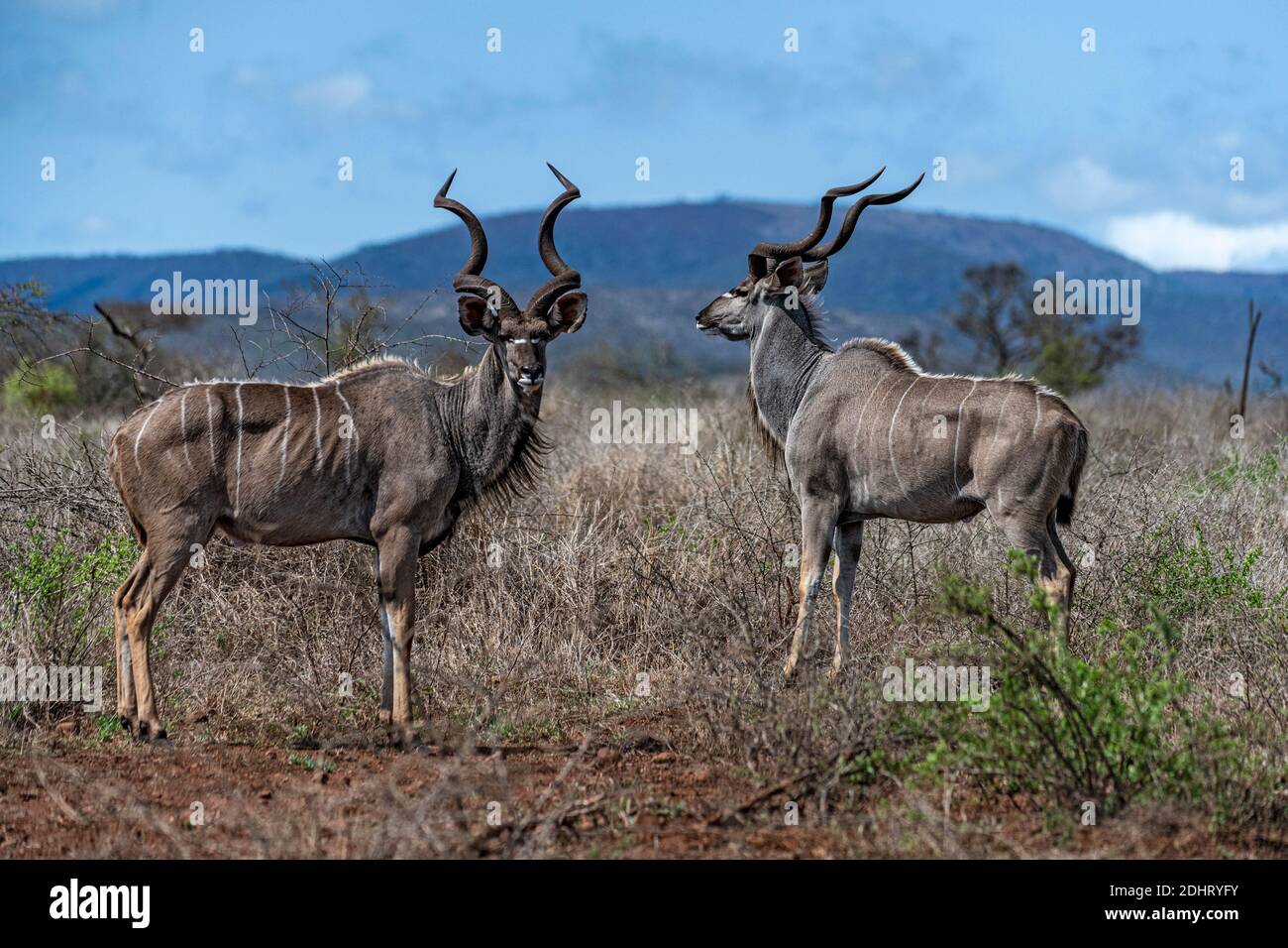 Two males greater kudu (Tragelaphus strepsiceros) in Zimanga Private Reserve, South Africa. Stock Photo