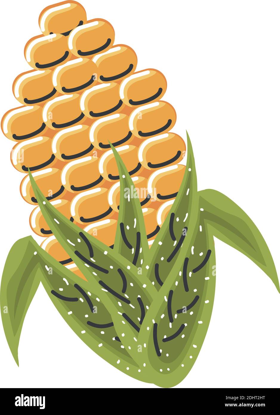 corn cob grain nature diet nutrition vector illustration Stock Vector
