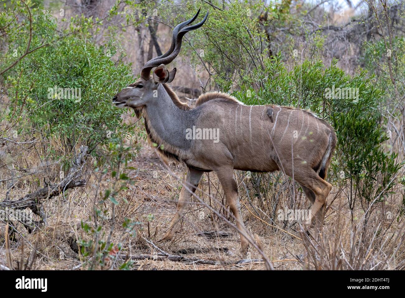 Male greater kudu (Tragelaphus strepsiceros) in Kruger NP, South Africa. Stock Photo