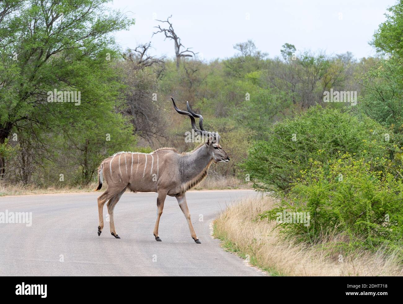 Male greater kudu (Tragelaphus strepsiceros) crossing the main road in Kruger NP, South Africa. Stock Photo