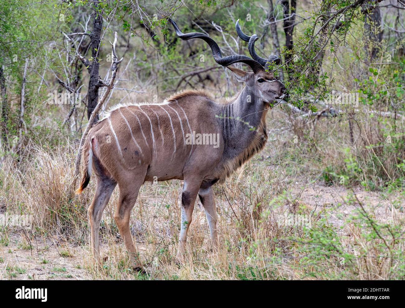 Male greater kudu (Tragelaphus strepsiceros) feeding in Kruger NP, South Africa. Stock Photo