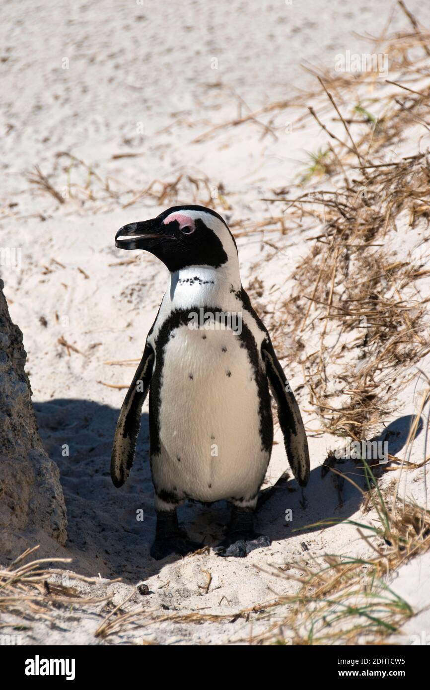An African penguin walks on Boulders Beach (part of the Table Mountain National Park) near Simon's Town, South Africa. Stock Photo