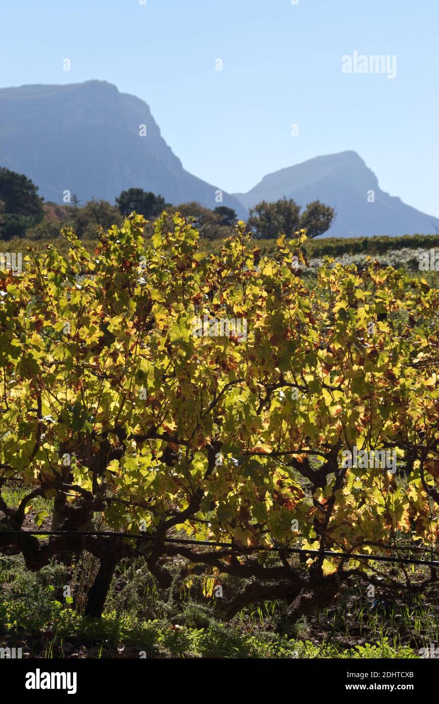 Vines grow on wine estates below Table Mountain, in the suburb of Constantia, Cape Town, South Africa. Stock Photo