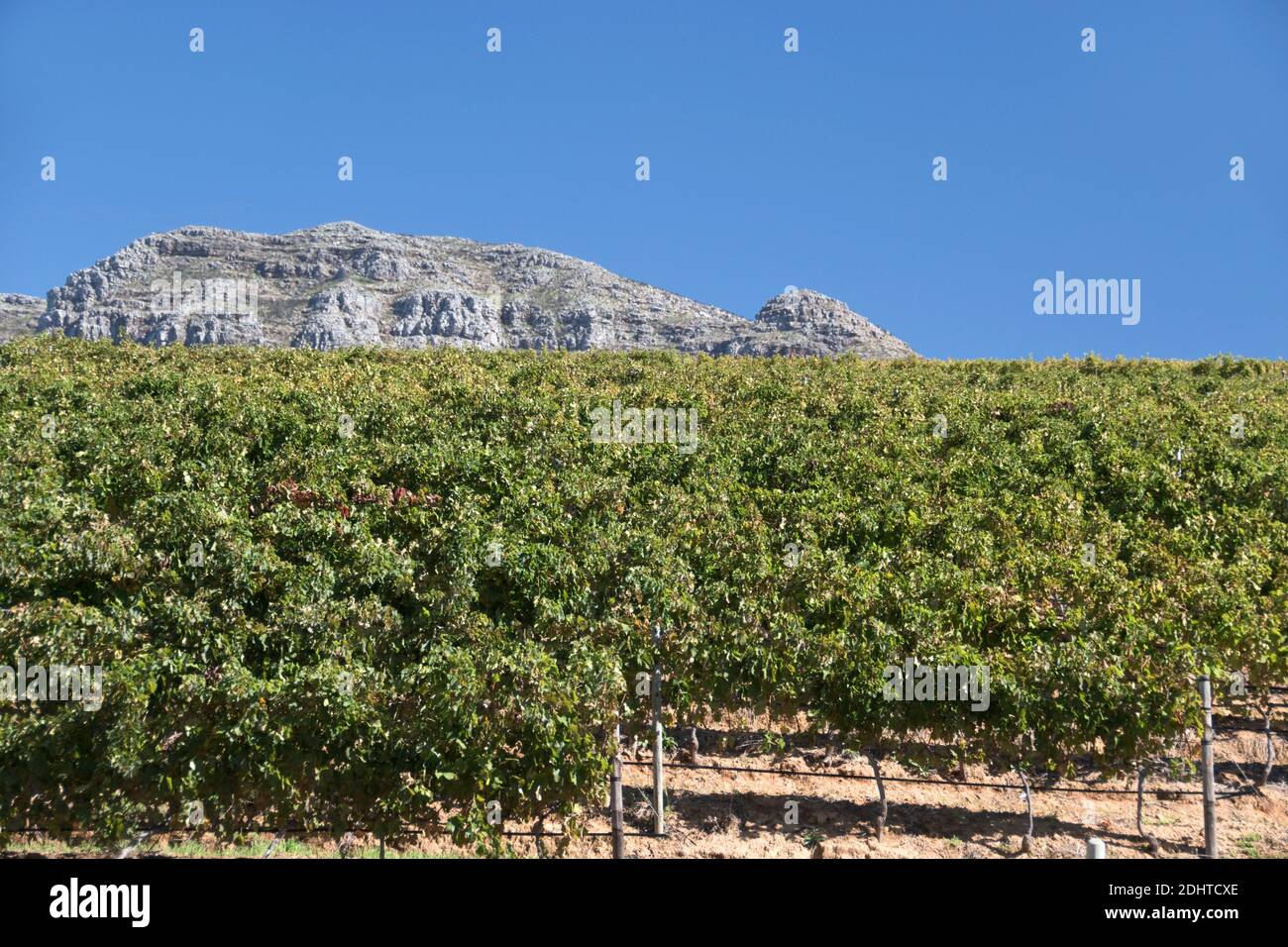 Vines grow on wine estates below Table Mountain, in the suburb of Constantia, Cape Town, South Africa. Stock Photo