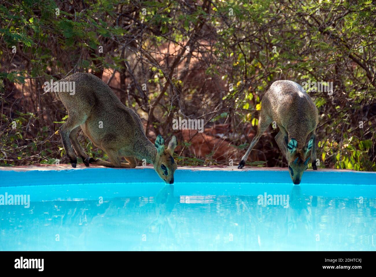 Dik-dik, a small antelope, drink from a swimming pool, due to drought, at the Waterberg Plateau, Namibia. Stock Photo