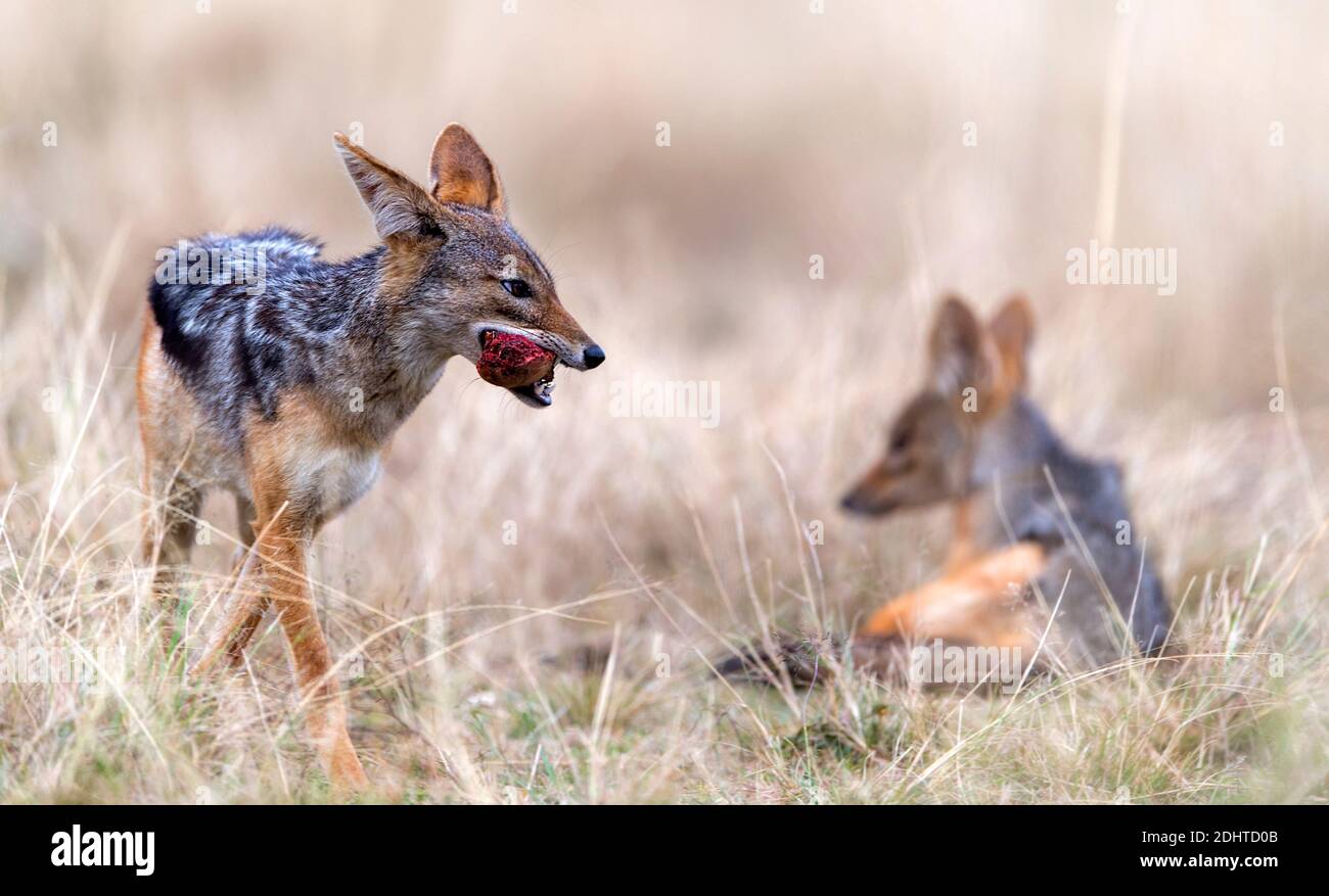 Black-backed jackals (Canis mesomelas) have nicked a piece of meat from a lion kill in Maasai Mara, Kenya. Stock Photo
