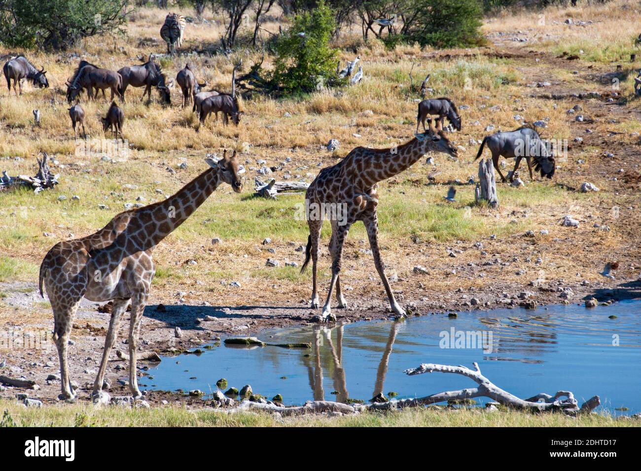 Giraffes drink at a waterhole in Etosha National Park, Namibia. Stock Photo
